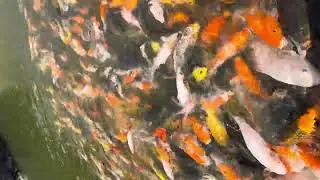 Salmon khan - khan - show &mdash; Indian - Middle East