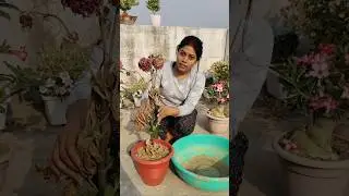 How to preserve dhalia for next year #shorts #ytshorts #dhalia #flowers #garden