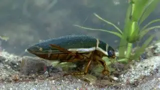 Gelbrandk&auml;fer Dytiscus marginalis