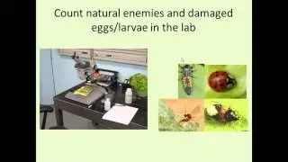Natural Enemies and Biological Control of Lepidopteran Brassica Pests in Urban Agriculture