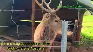 visiting the red stag deer and emu farm bright victoria Australian #zoo #viralvideo