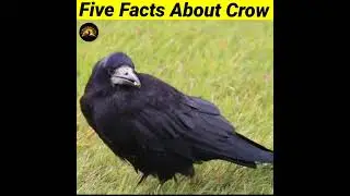 Five Amazing Facts About Crow #shorts #readfact #youtubeshorts