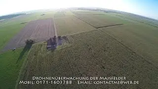 Wildschweine Maisfelder