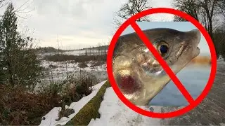 I just want to fly fish for whitefish