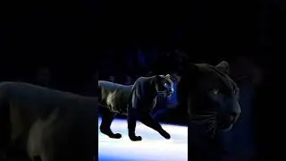 Magical Stage Changes: Watch 2 Women Transform! #americagottalent #agt #magic #talent #shorts