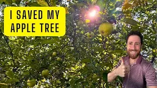 How I Saved My Dying Apple Tree | Easy Fix for Common Apple Tree Problems