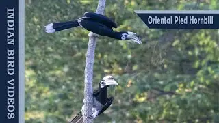 The Oriental Pied Hornbill (Anthracoceros albirostris) #shorts