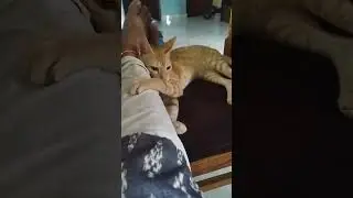 cat cutie #Dhe MINIYAN #