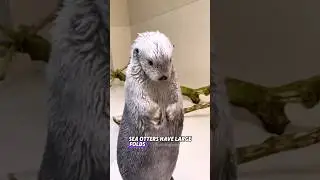 Морская выдра 🦦 #животное #морскаявыдра #мило