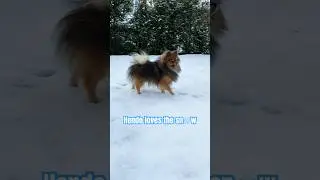 Beautiful dog in the snow ❄️ #shorts #beautiful #dogshorts #snow #winter #trending