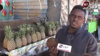 الأناناس