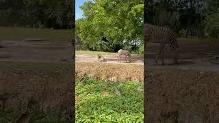 Zebra Life Just sitting around #zoomiami