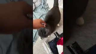 Мистер Талли хотел внимания #tully #attention #catvideos #mustwatch