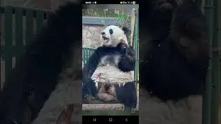 阿三看熊貓錄頻分享🐼 2月1號 小萌蘭吃播時間 10點半加餐