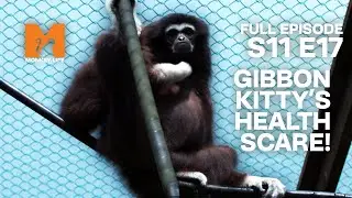 Gibbon Kitty's Health Scare | Season 11 Episode 17 | Full Episode | Monkey Life