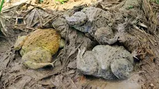 Best Tips! How to Find frogs in Mud Water in Dry Season | 2025