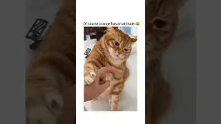 Orange cat attitude 🤣 #ytshort #cat #entertaininganimals #funnycat #funnyanimals #cute #catvideos