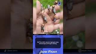 Ngengat dengan kemampuan kamuflase yang luar biasa | JEJAK FAUNA
