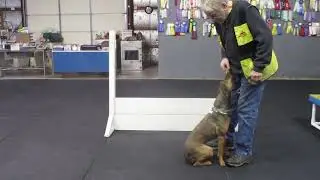 Allan Ross Dog Training