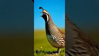 quail sound ||  बटेर की आवाज़ || quails bird || quail audio#quail #birds #desert #birdsounds #quails