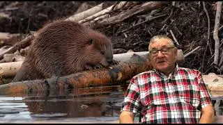 Beaver