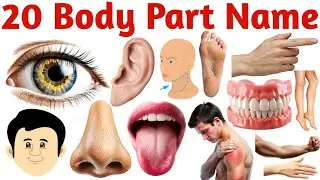 20 शरीर के अंग सीखें बच्चों के लिए | Learn 20 Body Parts Names for Kids with Pictures and Sound