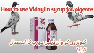 Vidaylin Syrup For Pigeons (Urdu) //Ali Raza Vlogs//
