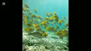 Yellow fish Ulawatu Bali Indonesia 🇮🇩 #fish #indonesia #bali 