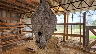 Harvesting and Preserving a Hornets Nest #hornetsnest #nature #insects #naturaldecor #hunting