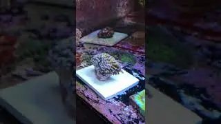Aussie Torch Coral