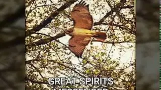 Visitations of Spirit Guide Redtailhawk