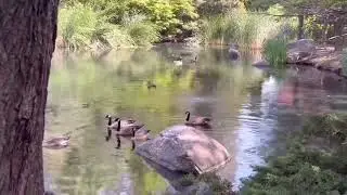 Kariya Park, Mississauga,On. Canada 🇨🇦