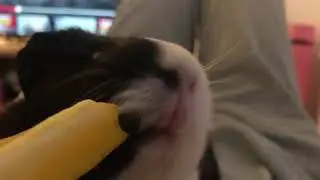 Lord Fluffy Enjoying The Service