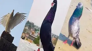 Kabutar ❤️ || pigeon Status🔥|| Pigeon ki video.⚡|| Pigeon Attitude 👿 ||Pigeon TikTok Video 💯💯