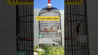 rawatan burung trucukan ombyokan