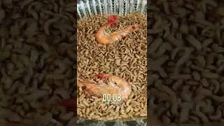 10000 BSF Larvae vs SHRIMPS 🦐🦐🦐 Mind-Blowing Timelapse