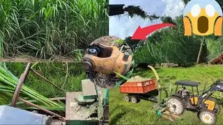 Início do Corte do Capim Elefante( BRS Capiaçu) na Estância D2 🚜