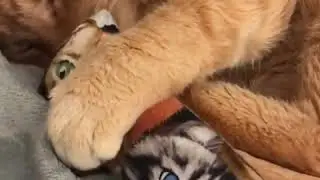 The Original KittyKickStix - 15