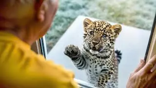 Orphan Jaguar Knocked on His Door Every Dawn  Then Rescue Knocked on His Heart