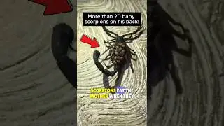 🦂This Is How Scorpions Carry More Than 20 EGGS!✨ #scorpions #babies #shortsfeed