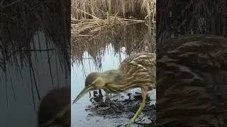 American Bittern Crossing Beaver Dam!