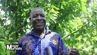 Mukono Farmer Earning a Fortune Out Of Cinnamon Growing