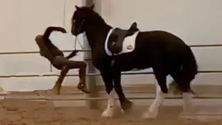 Apollo the shire horse dressage 93.2% Grand Prix ASMR