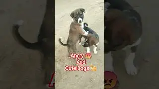 🔥Angry and Cute Dog 😡🐕#shorts #cutedog #shortsvideo #viraldog #viralvideo