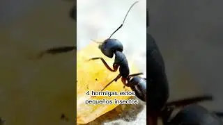 Descubre los 5 animales m&aacute;s comunes del mundo en este video corto