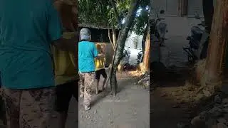 suara mbek dan mooooo #sapi #kambing #cow #funny #hallo #funnyvideos #shorts