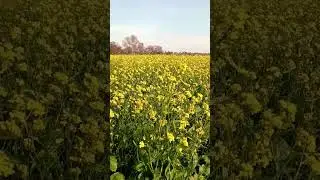 Beautiful Green fields in Punjab
