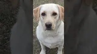 Labrador dog stay & bark command||dog training||
