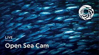 Live Open Sea Cam | Monterey Bay Aquarium