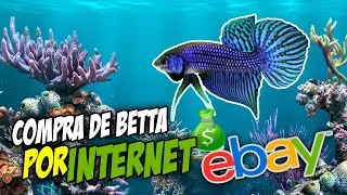 ✅🦈- COMO COMPRAR UN PEZ BETTA POR INTERNET 💰💲🤑| LO BUENO Y LO MALO‼️